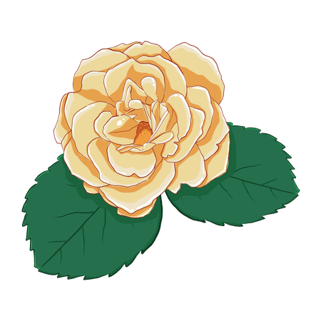 Yellow rose with leaves  Illustration