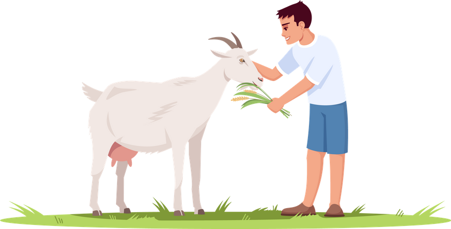 Young Boy Feeding grass to Goat  イラスト