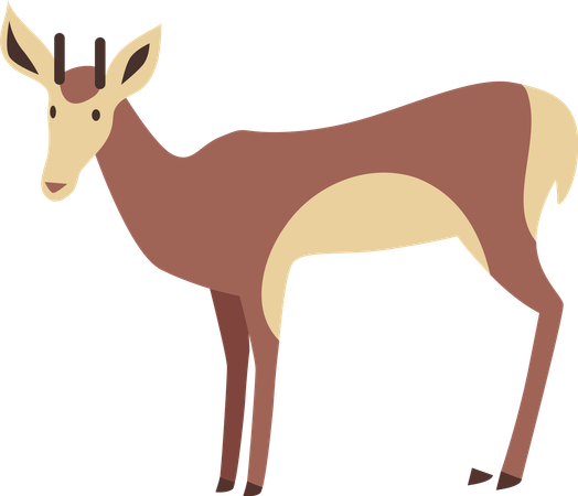 Young Deer  Illustration