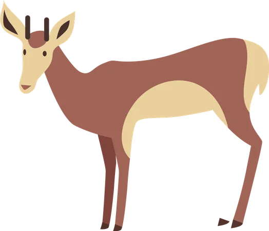 Young Deer  Illustration