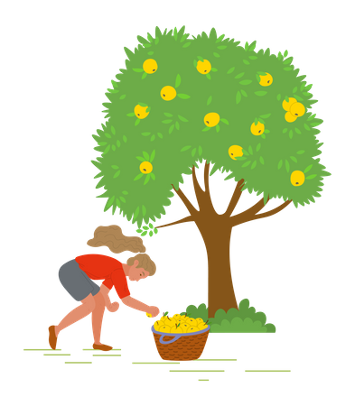 Young girl put fruit in fruits basket  Illustration