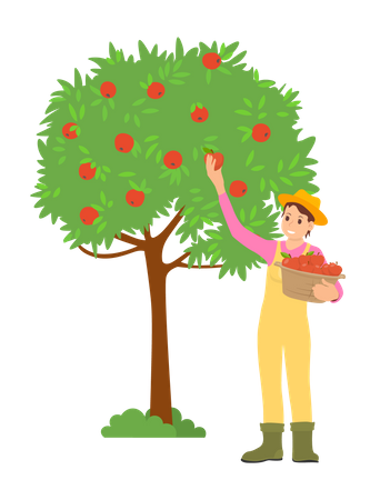 Young guy gathering fruit from tree  Illustration