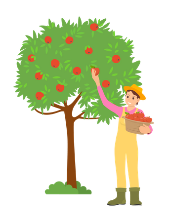 Young guy gathering fruit from tree  Illustration
