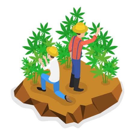 Young man doing hemp farming  Illustration