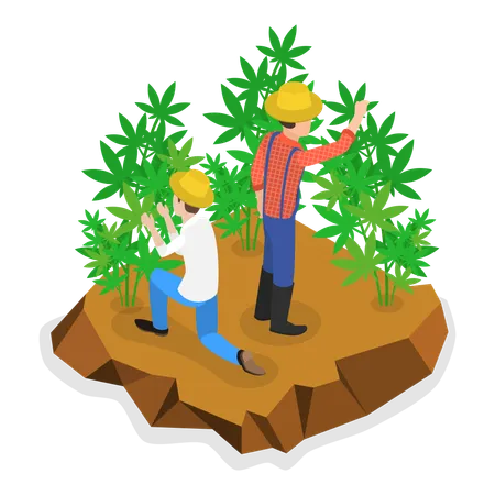 Young man doing hemp farming  Illustration