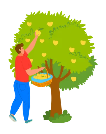 Young man harvesting apple from tree Illustration