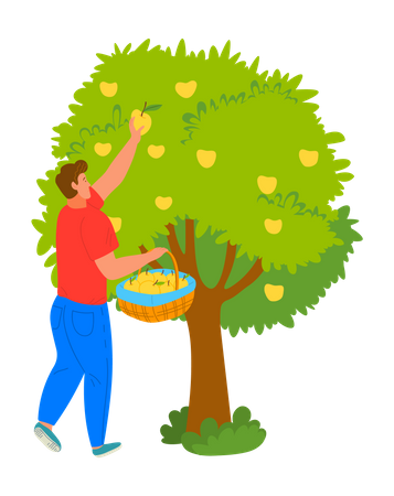 Young man harvesting apple from tree  Illustration