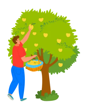 Young man harvesting apple from tree  Illustration