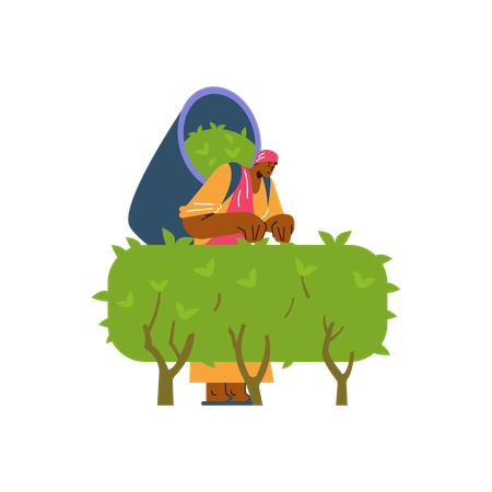 Young man harvesting tea  Illustration