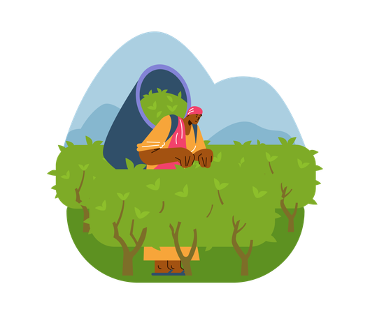 Young man picking leaf of tea plant  Illustration