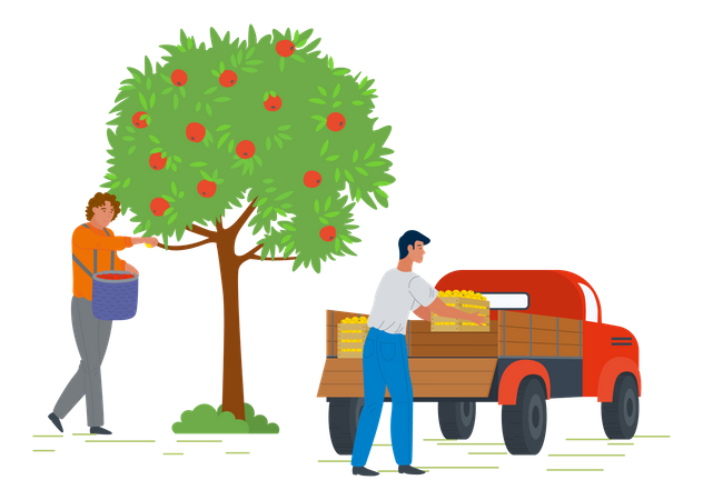 Young man pickup fruit from apple and put fruits basket in pickup truck  Illustration