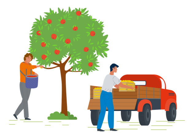 Young man pickup fruit from apple and put fruits basket in pickup truck  Illustration