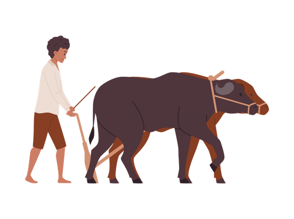Young man plowing field with buffaloes  Illustration