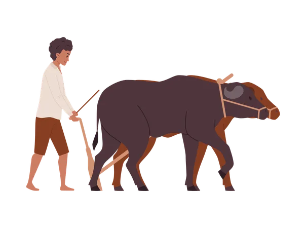 Young man plowing field with buffaloes  Illustration