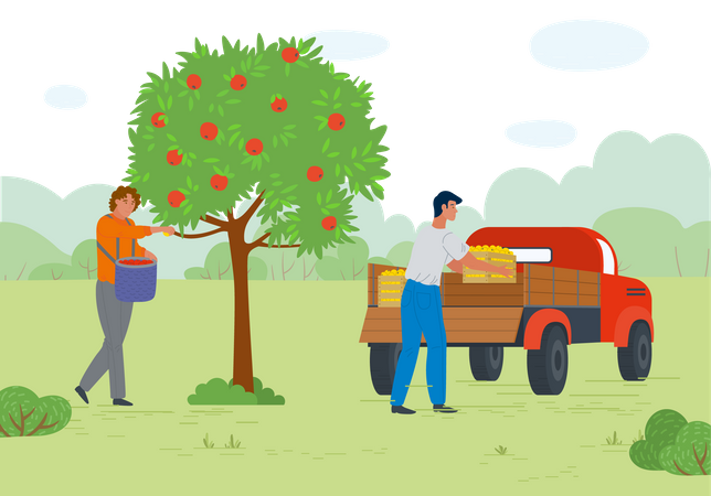 Young man put fruit basket in pickup truck after picking up fruit from apple  Illustration
