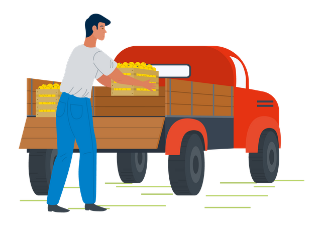 Young man put fruit box in pick up truck  Illustration