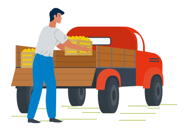 Young man put fruit box in pick up truck  Illustration