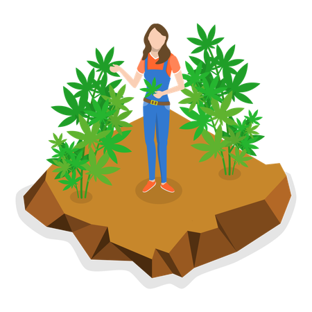Young woman standing in hemp farm  Illustration