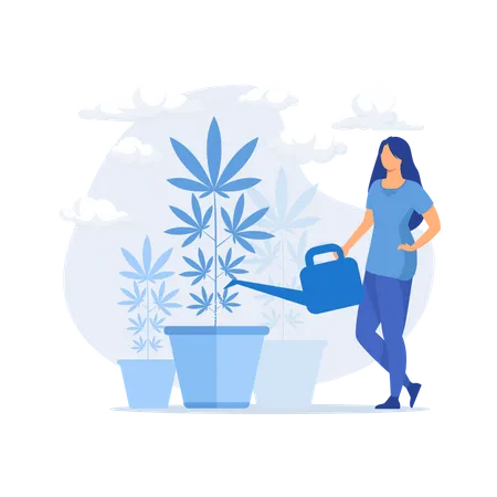 Young woman watering hemp plant Illustration