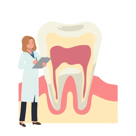 Zahnärztin mit großer Anatomie des Zahns  Illustration