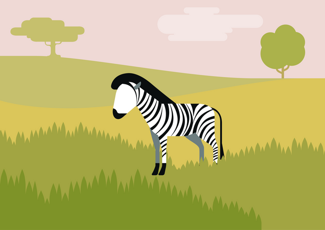 Zebra  Illustration