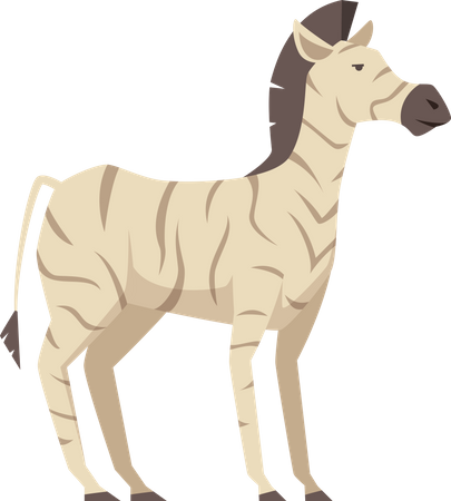 Zebra  Illustration