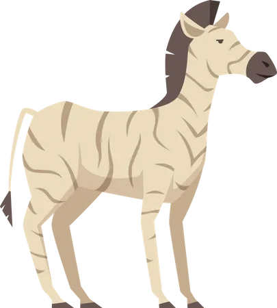 Zebra  Illustration