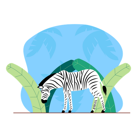 Zebra  Illustration