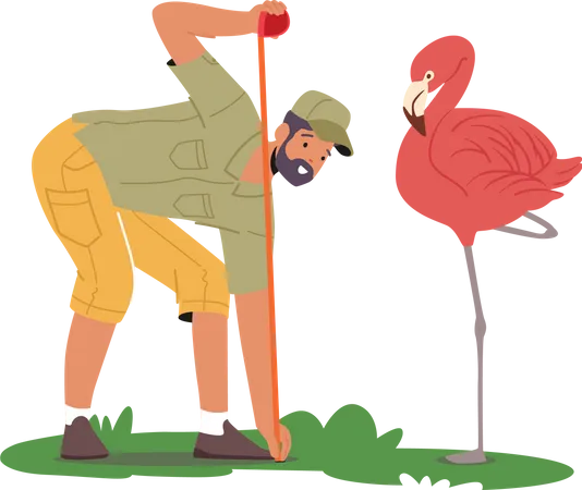 Zoo veterinarian measuring flamingo height  Illustration