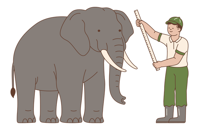 Zookeeper Measuring Elephant  Illustration