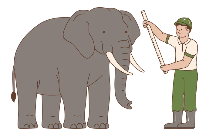 Zookeeper Measuring Elephant  Illustration