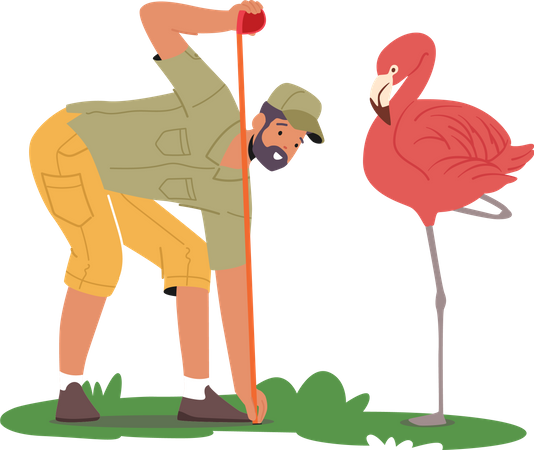 Veterinário do zoológico medindo a altura do flamingo  Ilustração