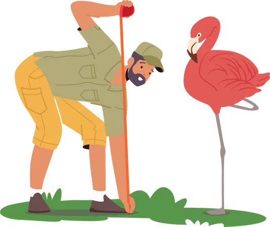 Veterinário do zoológico medindo a altura do flamingo  Ilustração