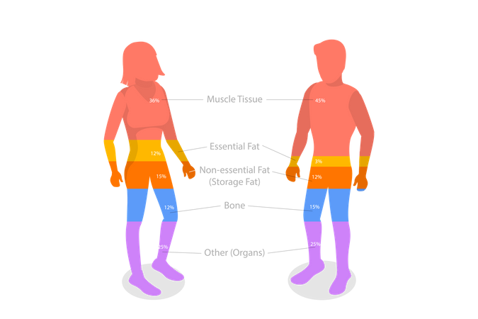 Zusammensetzung des menschlichen Körpers  Illustration